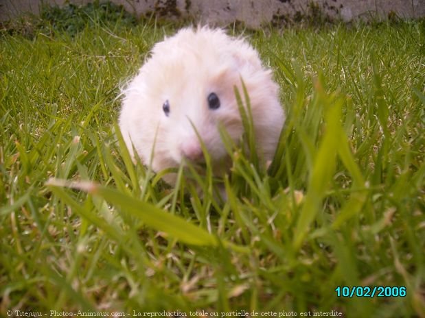 Photo de Hamster