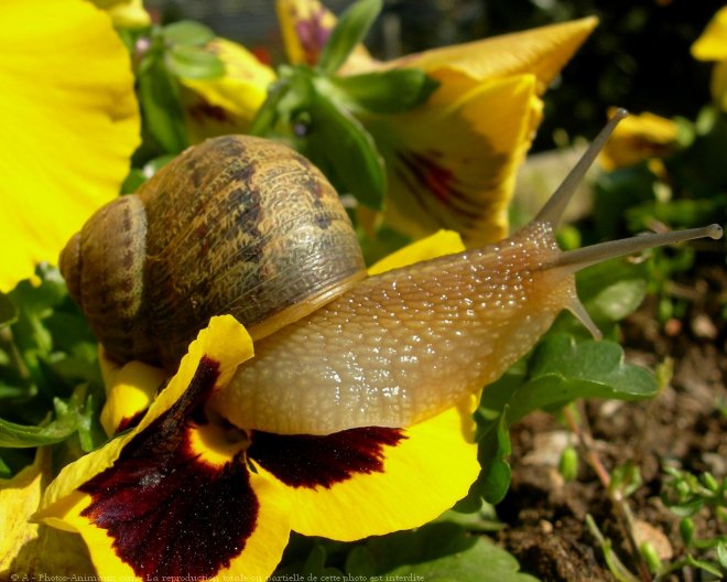 Photo d'Escargot