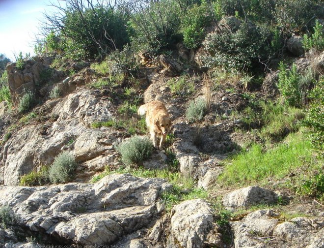 Photo de Golden retriever