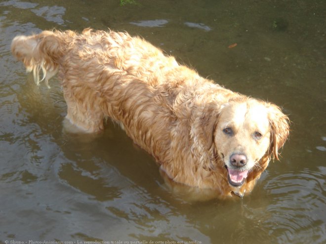 Photo de Golden retriever