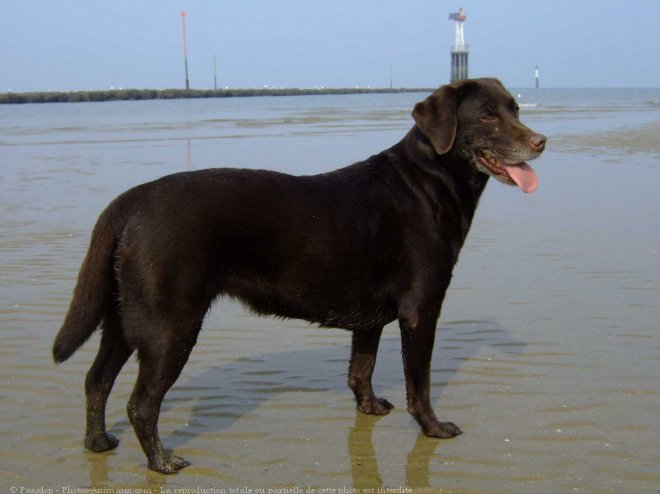 Photo de Labrador retriever