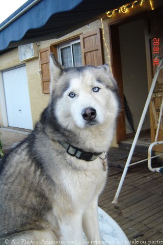 Photo de Husky siberien