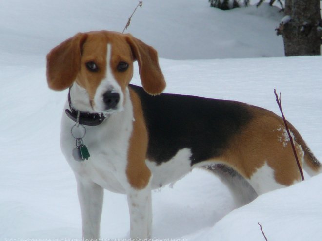 Photo de Beagle