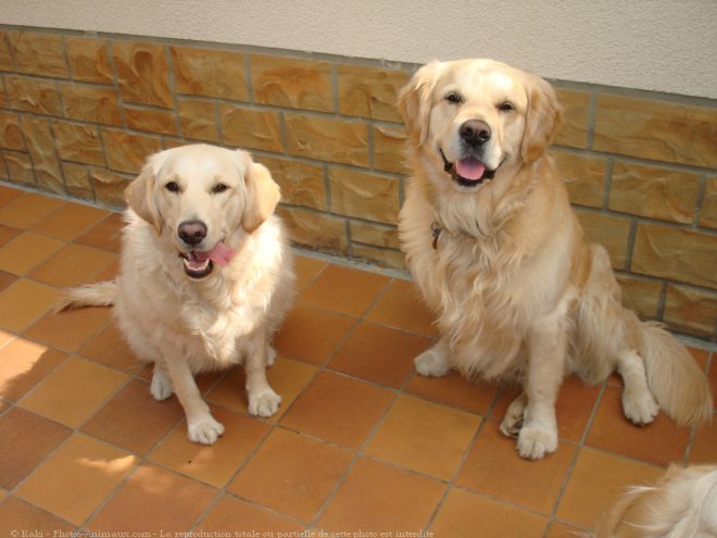 Photo de Golden retriever