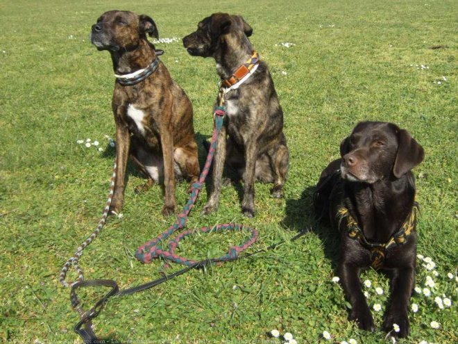 Photo de Labrador retriever