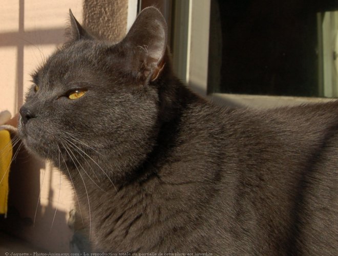 Photo de Chartreux