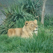 Photo de Lion