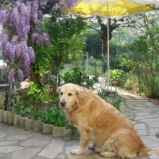 Photo de Golden retriever