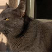 Photo de Chartreux