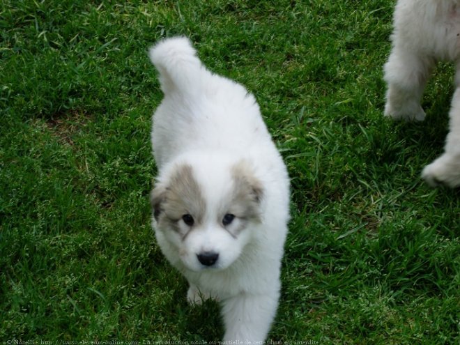 Photo de Chien de montagne des pyrnes