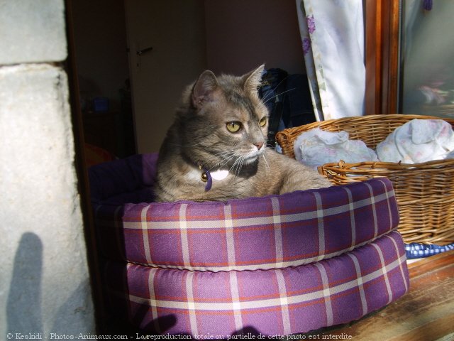 Photo de Chat domestique