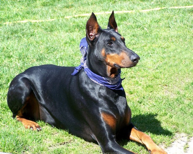 Photo de Dobermann