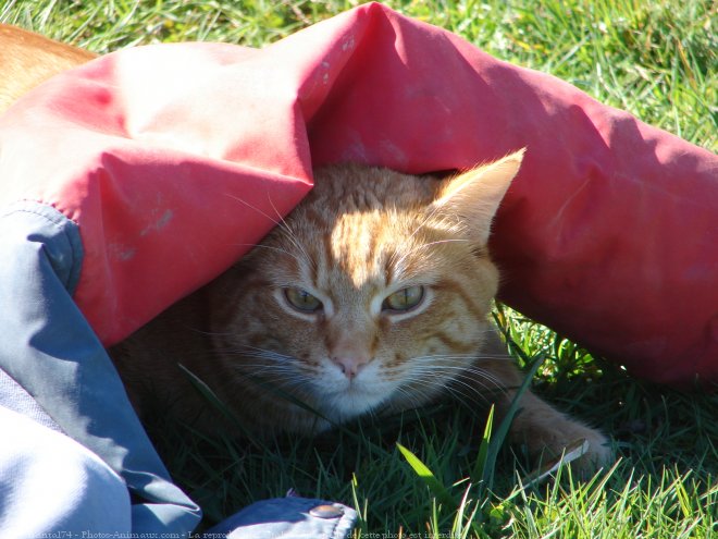 Photo de Chat domestique