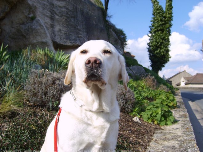 Photo de Labrador retriever