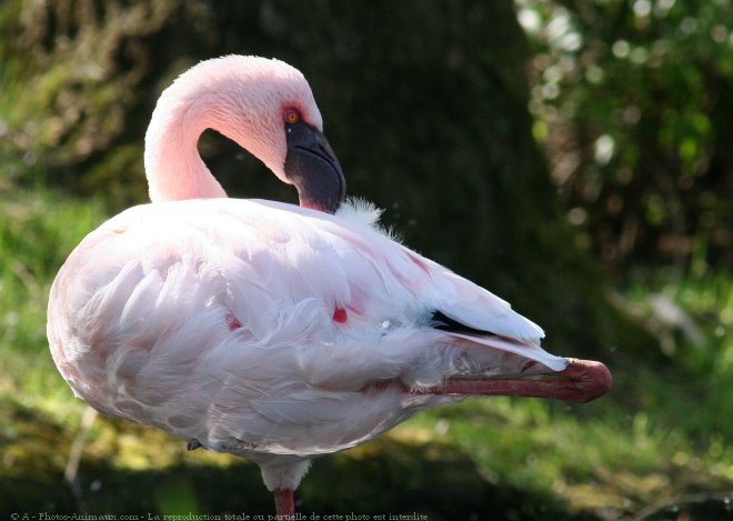 Photo de Flamand rose