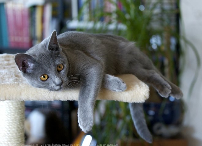 Photo de Chartreux