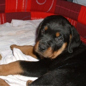 Photo de Rottweiler