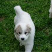 Photo de Chien de montagne des pyrnes