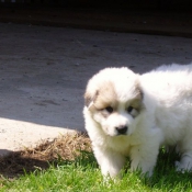 Photo de Chien de montagne des pyrnes