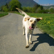 Photo de Labrador retriever