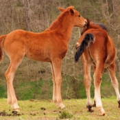 Photo de Races diffrentes