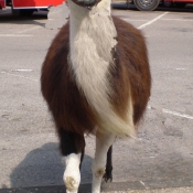 Photo de Lama