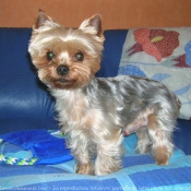 Photo de Yorkshire terrier