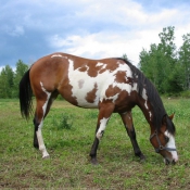 Photo de Paint horse