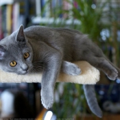 Photo de Chartreux