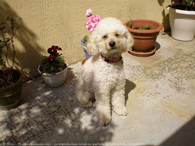 Photo de Caniche moyen