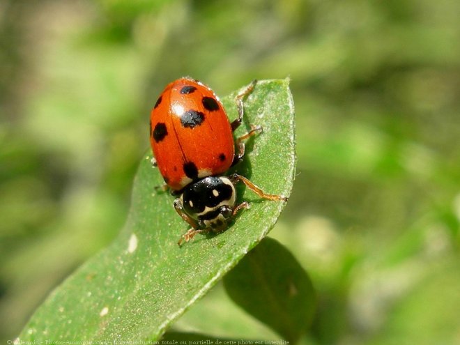 Photo de Coccinelle