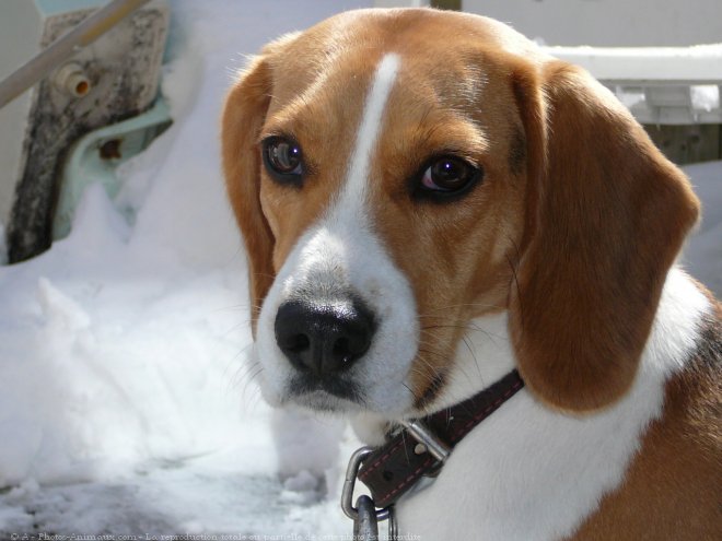 Photo de Beagle