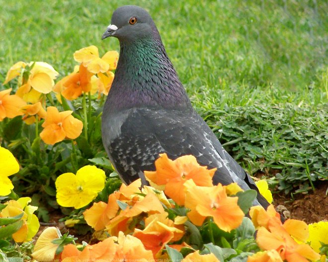 Photo de Pigeon