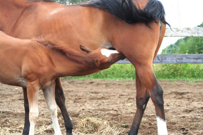 Photo de Quarter horse