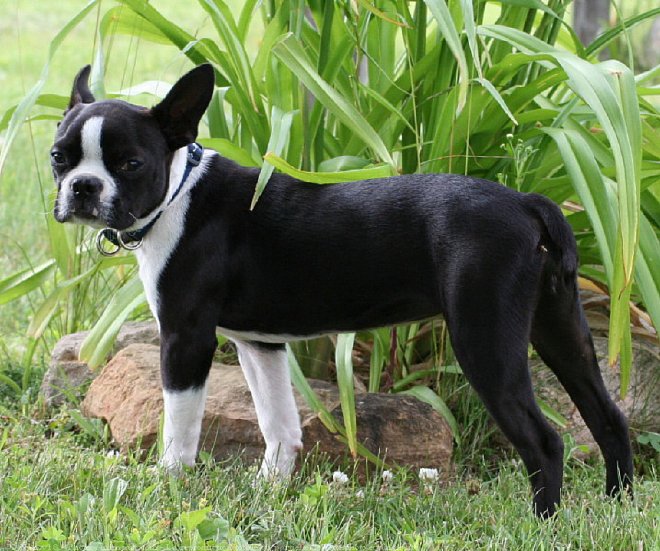 Photo de Boston terrier