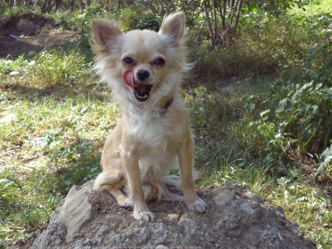 Photo de Chihuahua  poil long