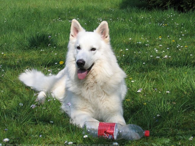 Photo de Berger blanc suisse