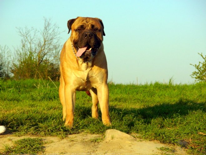 Photo de Bullmastiff