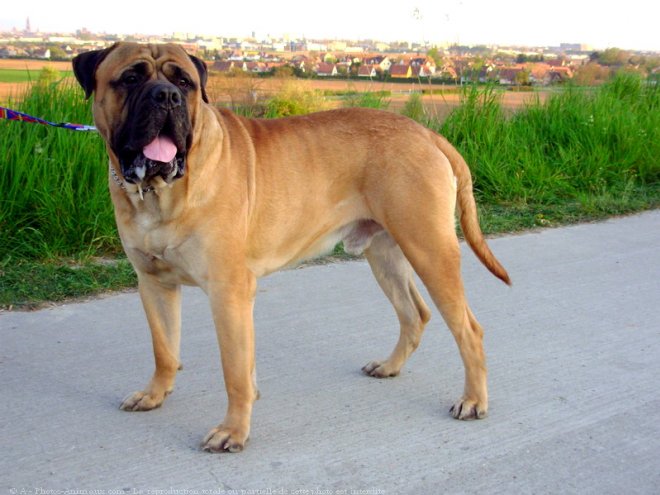 Photo de Bullmastiff