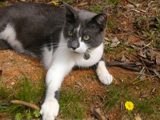 Photo de Chat domestique