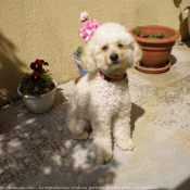 Photo de Caniche moyen