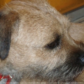 Photo de Border terrier