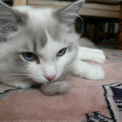 Photo de Ragdoll