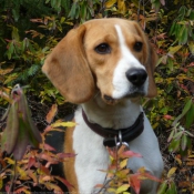 Photo de Beagle