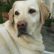 Photo de Labrador retriever