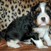 Photo de Cavalier king charles spaniel