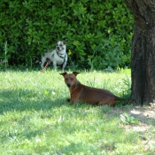 Photo de Pinscher nain