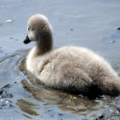 Photo de Cygne