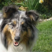 Photo de Chien de berger des shetland