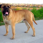 Photo de Bullmastiff